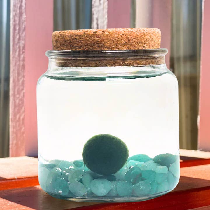 Moss Amigos | Moss Ball Terrariums - Wholesale Live Plant - Large Marimo Moss Ball with Aventurine Gemstones