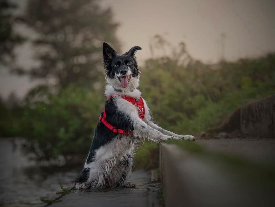 Miro & Makauri – wholesale Pet harness – Dog – Dog Training Harness - the Miro & Makauri 'Adventurer' Harness6