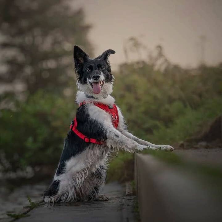 Miro & Makauri – wholesale Pet harness – Dog – Dog Training Harness - the Miro & Makauri 'Adventurer' Harness6