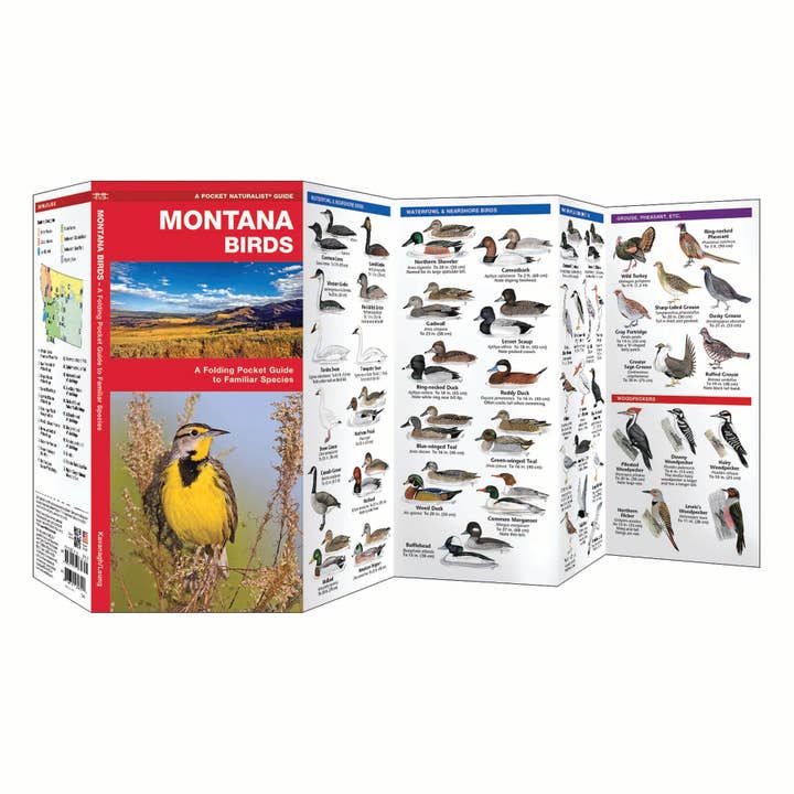 Waterford Press - Wholesale Nature Guide - Montana Birds Nature Guide