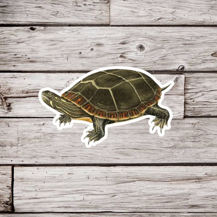 Painted Turtle Sticker, Painted Turtle Sticker, Turtle for wholesale by NatureCuts