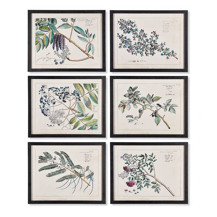 Berry Branch Botanical Study, Set Of 6 for wholesale by Napa Home & Garden