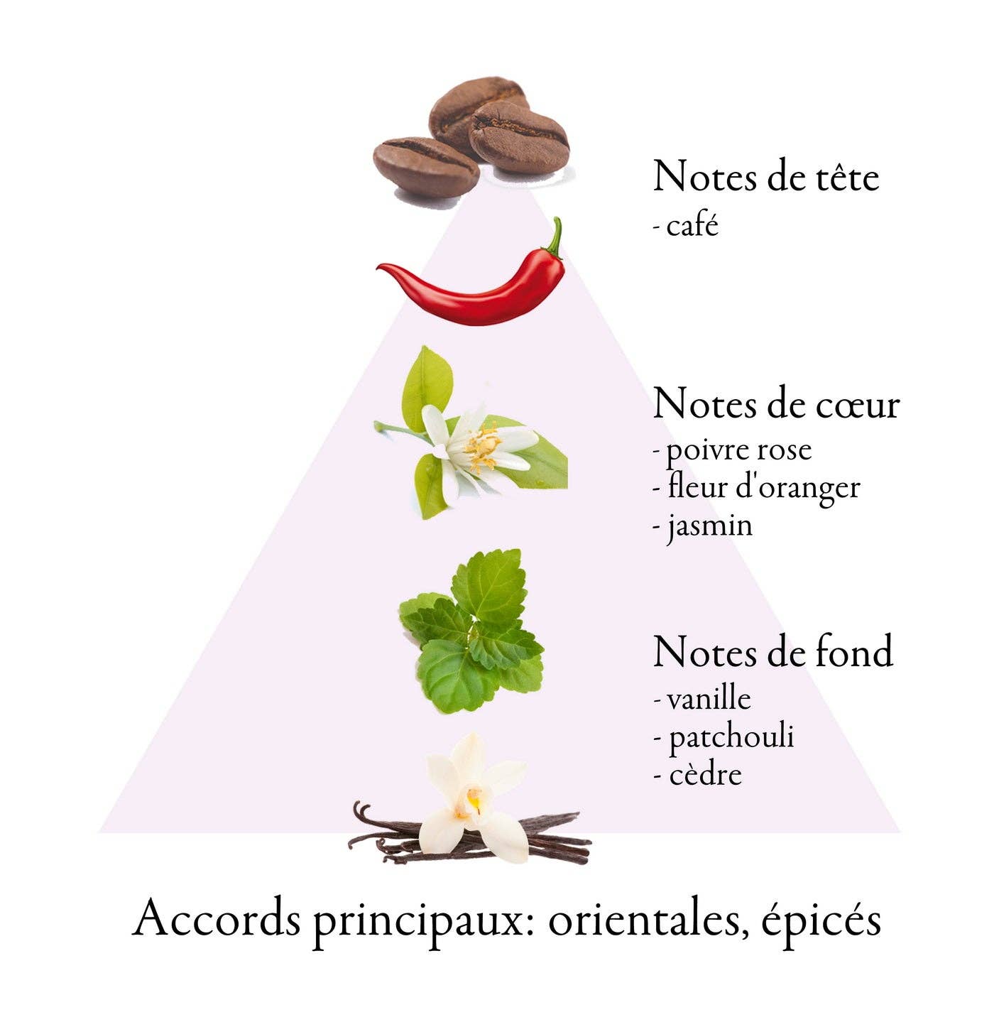 FAMILLE GRASSE PARFUMS - Wholesale Perfume/Eau de Toilette - GRANDI FLORA eau de parfum for women 50ml3