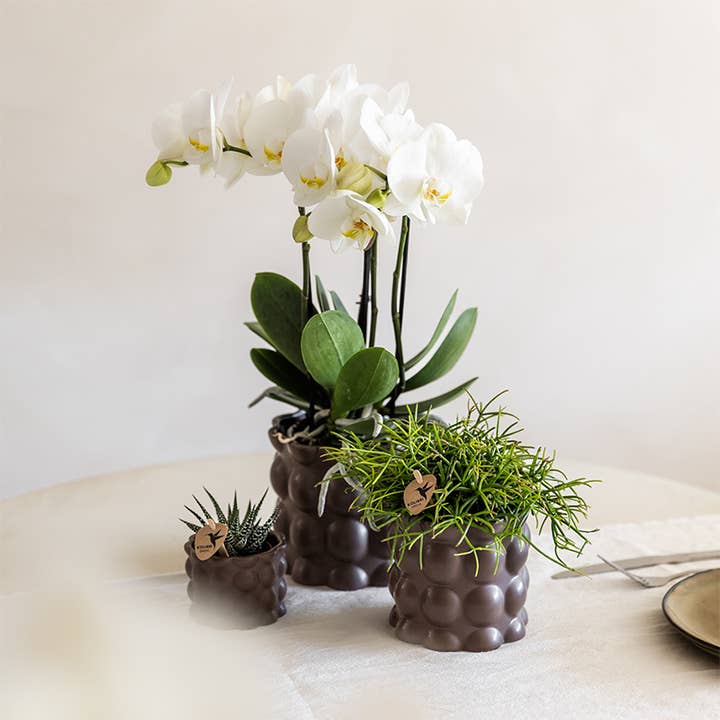 Oasis of Life - Wholesale Plant Pot - Plant Set Cotton Brown – White Phalaenopsis Orchid Ghent & 2 Succulents – Ceramic Pots Ø6, Ø9 & Ø12cm – Elegant Plant Set for Home5