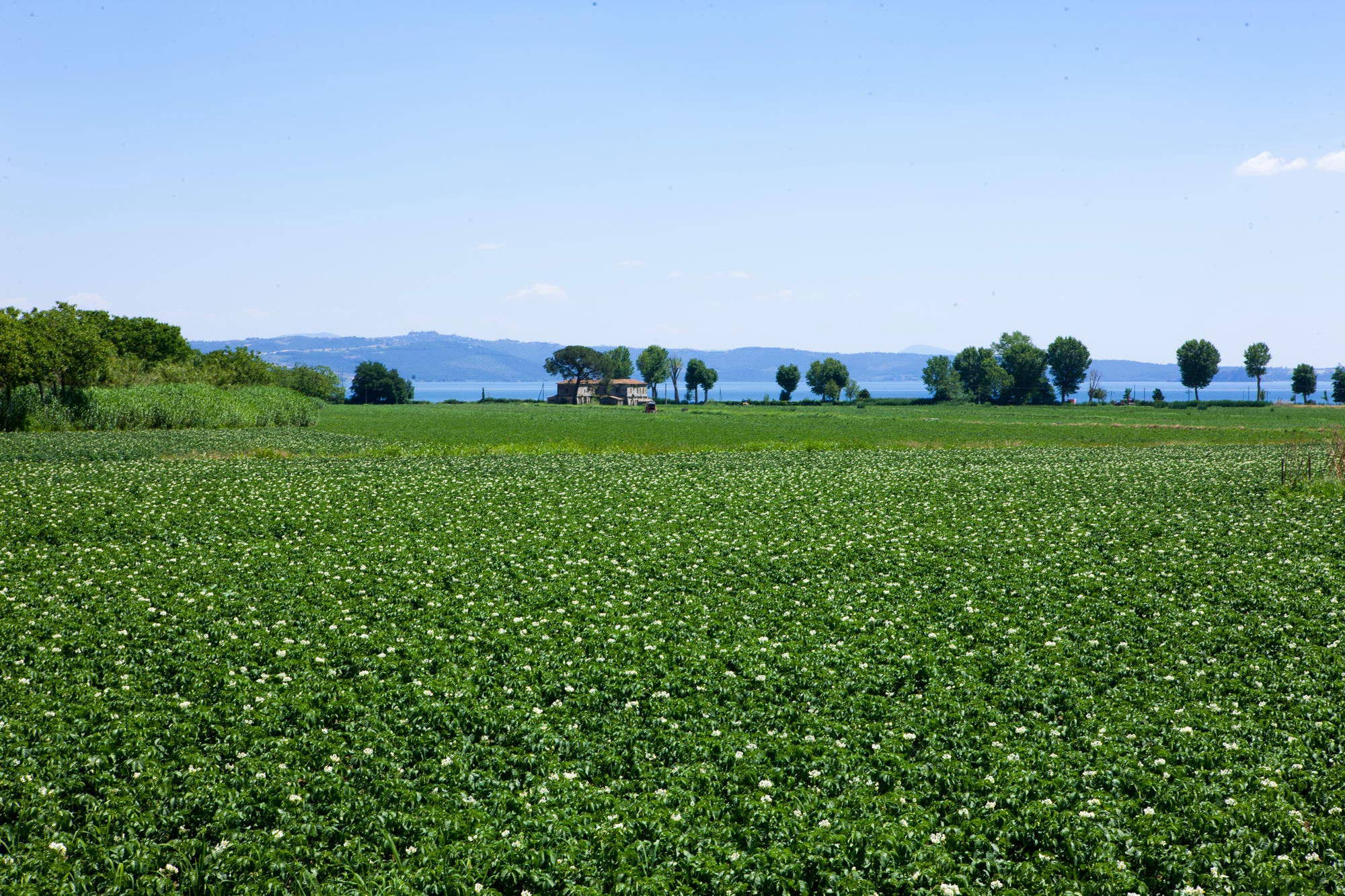 A.G.R. s.r.l. - Wholesale Canned Vegetables - Yellow potatoes from the Viterbesi Hills [EU only]3