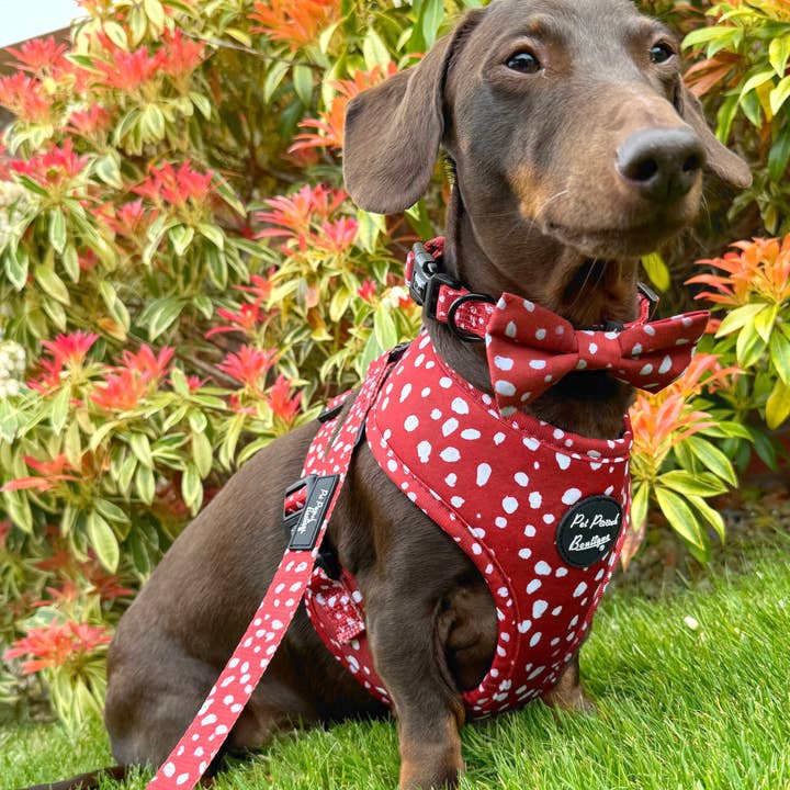 Pet Pooch Boutique - Wholesale Pet collar – Dog - Poppy Toadstool Polkas Dog Collar - OPTIONAL Bow Tie/Flower3