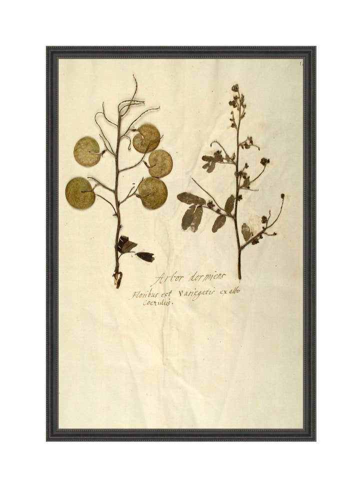 Herbarium X per la vendita all'ingrosso da parte di Splendus