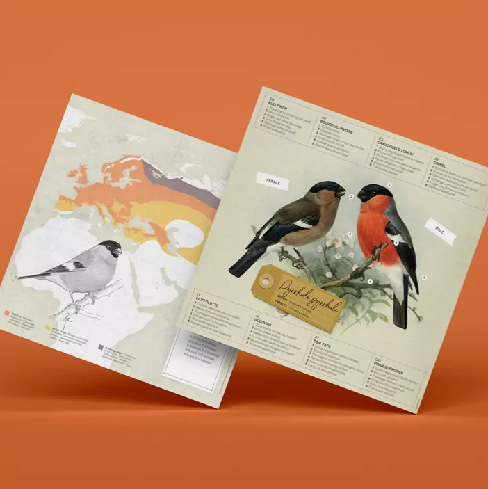 PLEGO - Wholesale DIY Craft Kit - PYRRHULA PYRRHULA - paper bird4