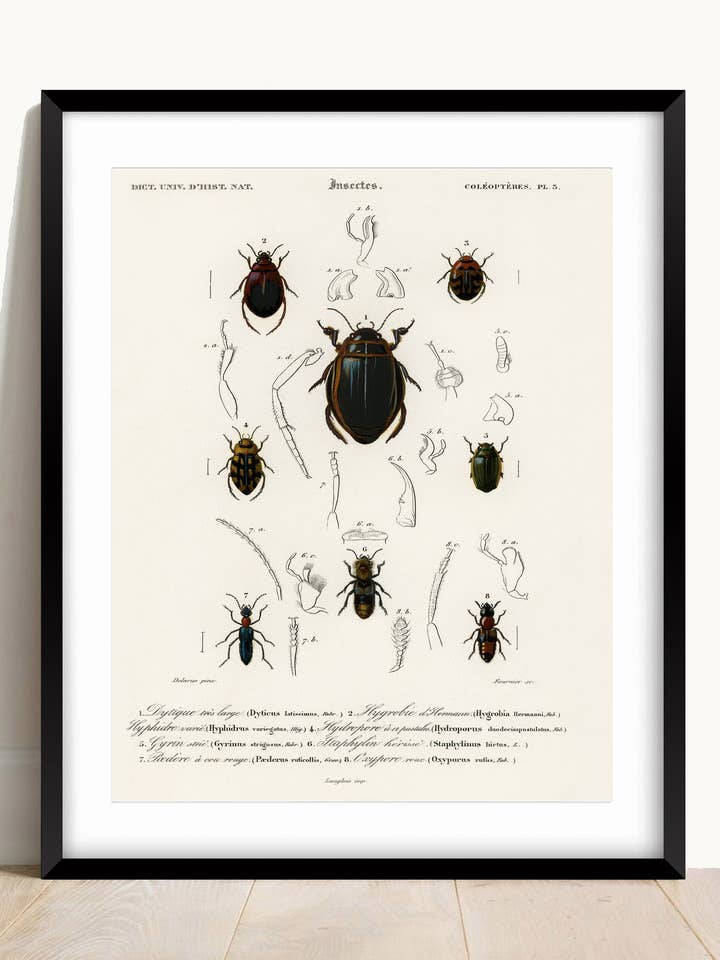 Vintage Insect Print for wholesale by AwalkonthewildsideUK