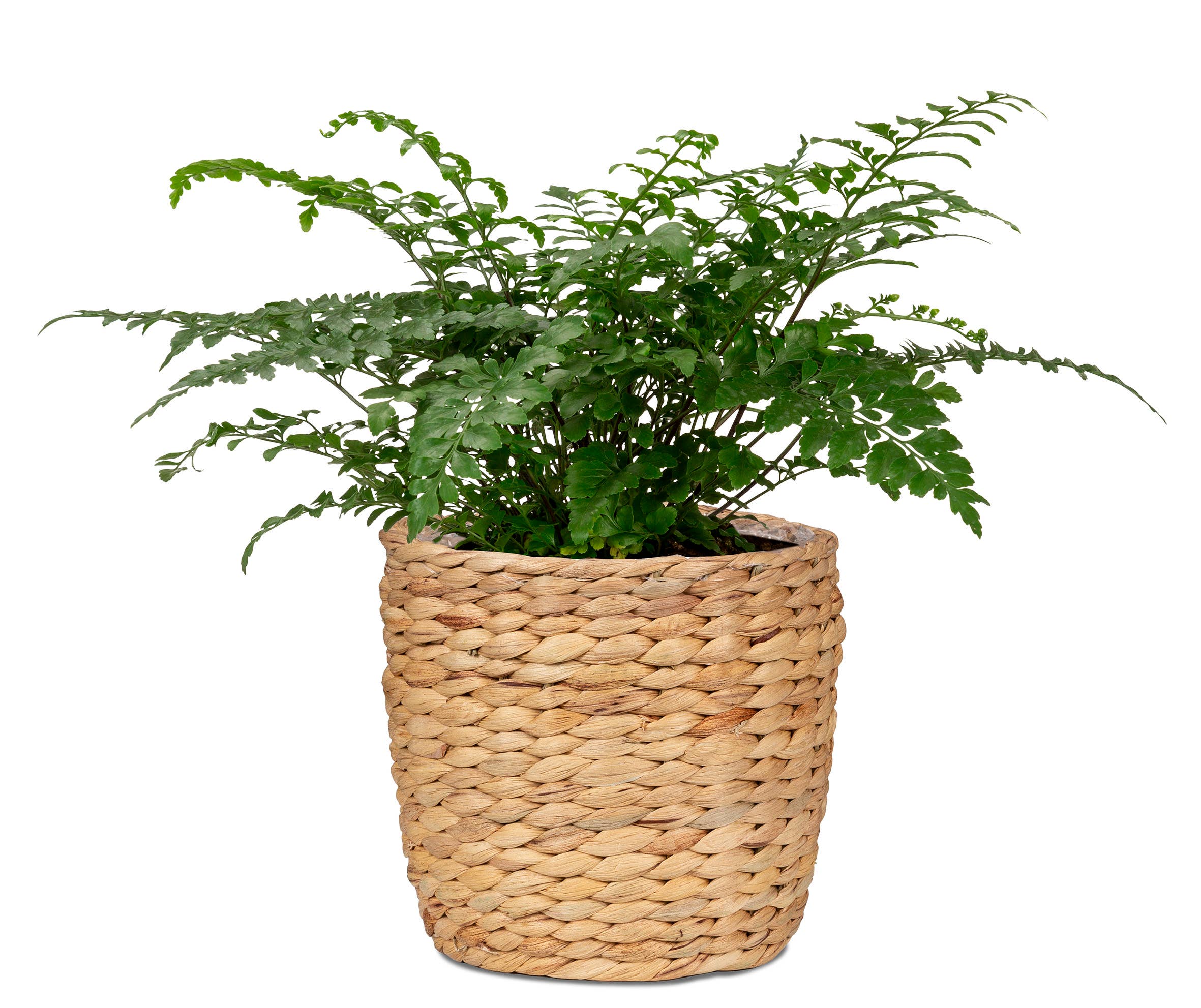 Scheurich – Großhandel Blumentopf – Korbgefäß/Pflanzgefäß 505 Aus Wasserhyazinthe5