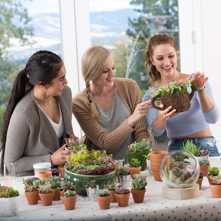 Mountain Crest Gardens - Wholesale Succulent - Ultimate Variety Succulents 100-Pack (50 Varieties, 2" Pots)
