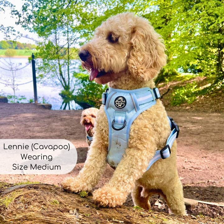 PupClub Couture - Wholesale Pet Harness - Dog - Rugged Roverâ„¢ Harness - Pastel Blue