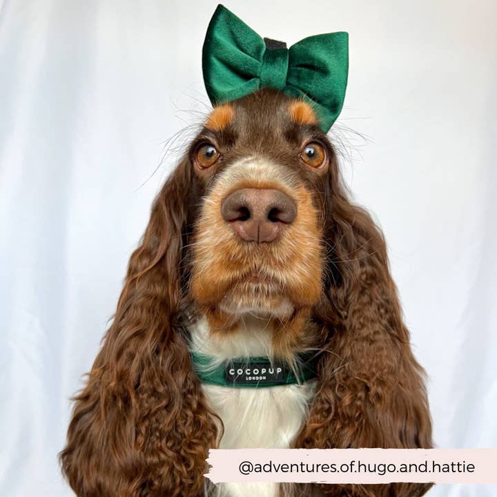 Cocopup London - Wholesale Pet Collar - Dog - LUXE Velvet Collar - Forest Green1