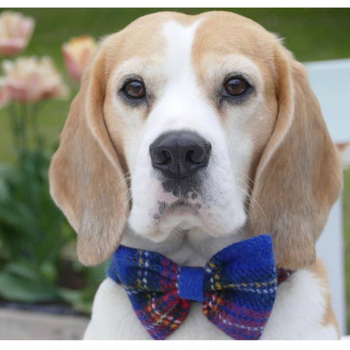 Collier pour chien Harris Tweed® à nœud papillon - Tartan Stewart bleu pour la vente par BOWZOS