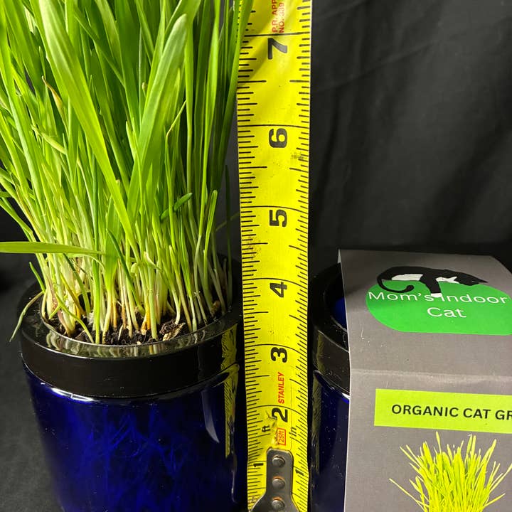 Mom’s Indoor Cat - Wholesale Pet Treats - Cat - Modern Organic Cat Grass Garden in Stylish Jar 1/2 case2