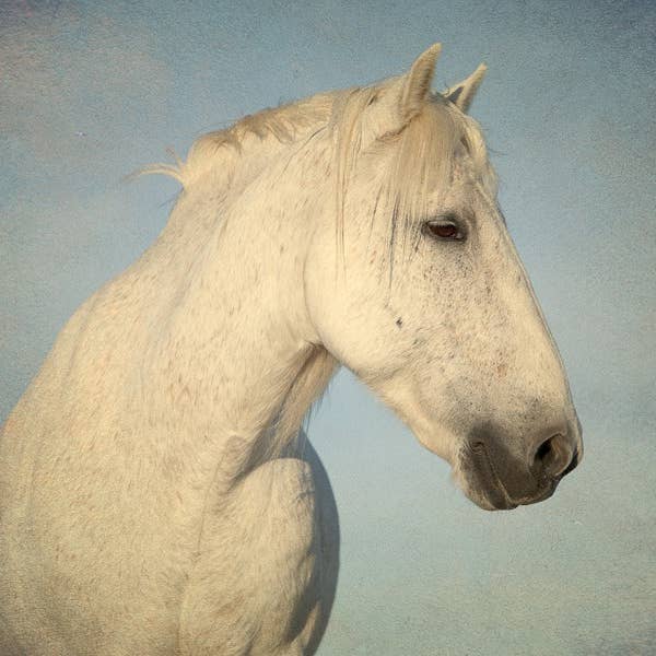 Hästens perfektion II för wholesale av Joseph Eta