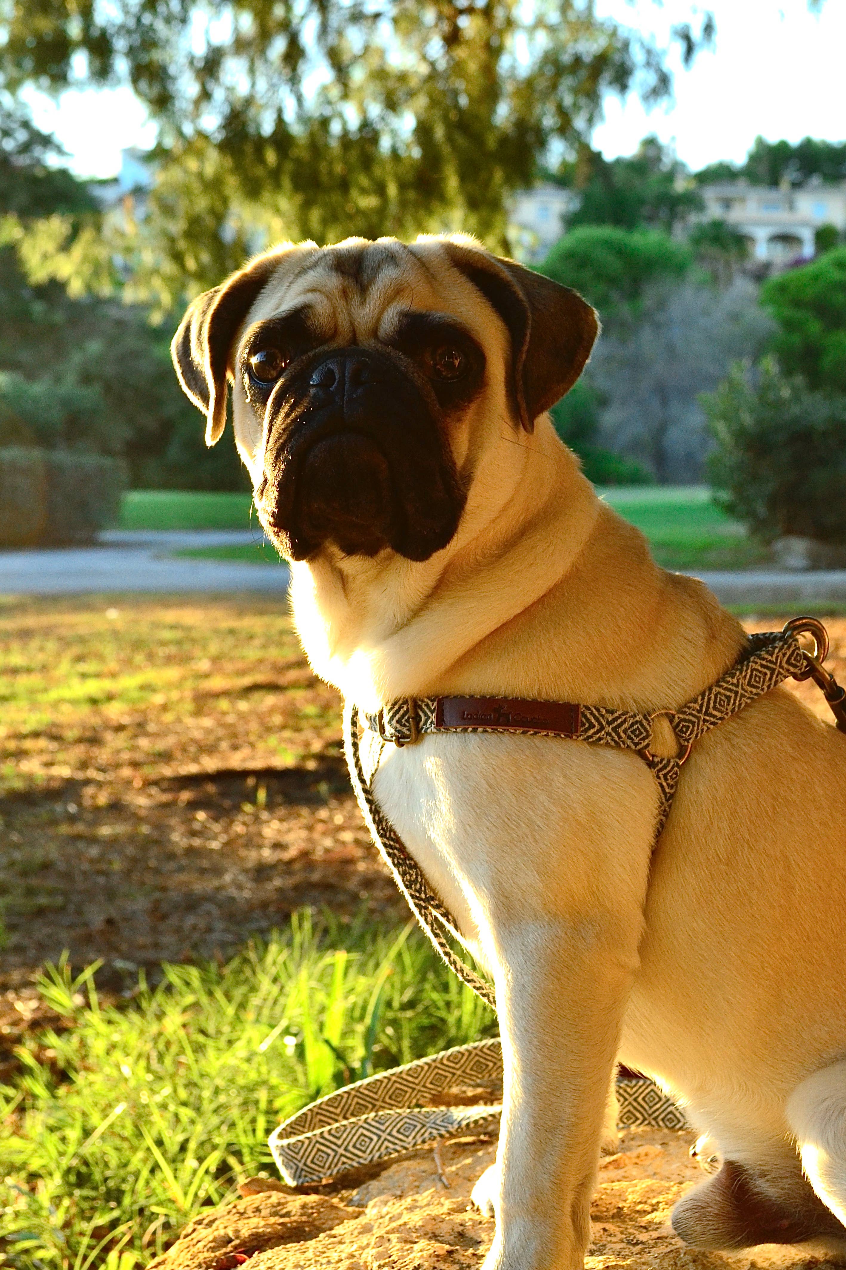 Ladran Gaucho - Vente Harnais – chien - Harnais Dalton3