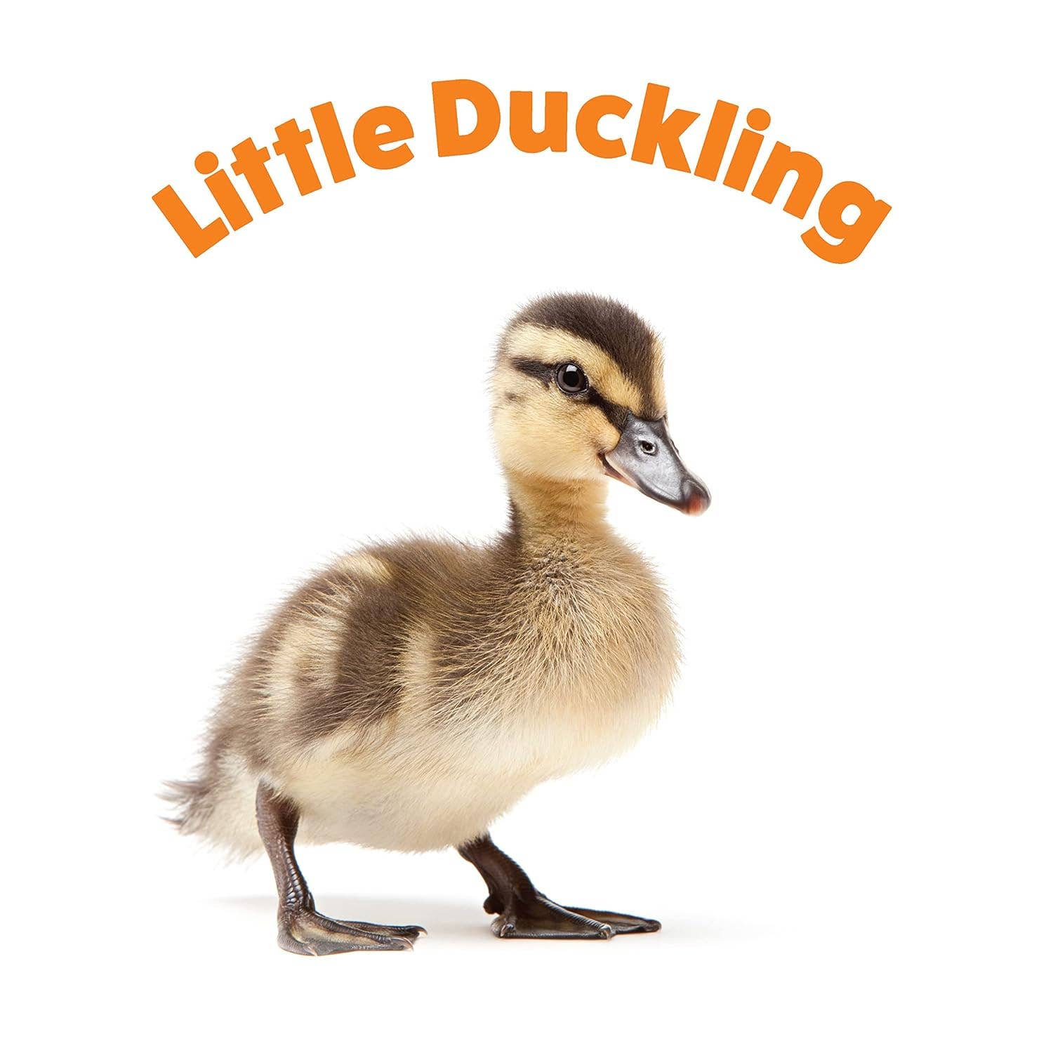 Fox Chapel Publishing - Wholesale Baby & Toddler Book (0-2) - Peek and See Baby Animals - All Grown Up - Baby Board Book3