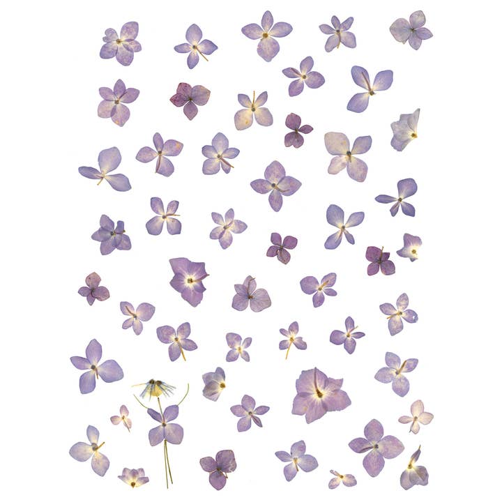 Petal People Press - Wholesale Everyday Greeting Card - Where's Walda? (discontinued)2