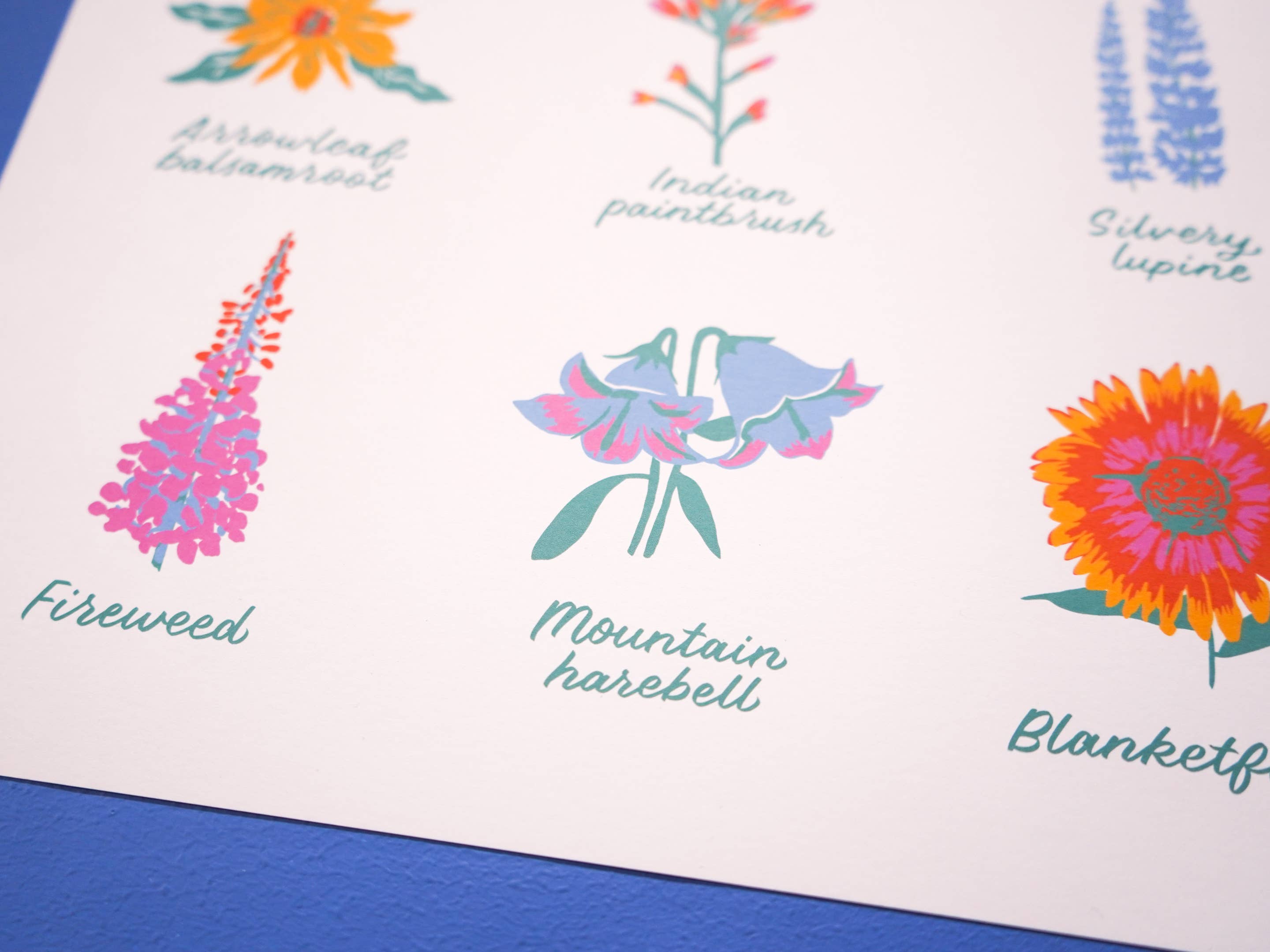 Little Known Goods - Wholesale Art Print - Colorado Wildflowers Print4
