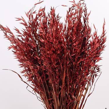 Dutch Flower Studio – wholesale Torkade/pressade blommor – Avena - havregräs - 70 cm - torkade blommor