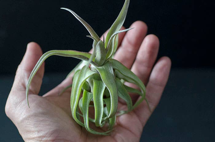 The Artizan Way - Wholesale Live Plant - Tillandsia Streptophylla - Air Plant9