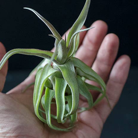 The Artizan Way - Wholesale Live Plant - Tillandsia Streptophylla - Air Plant9