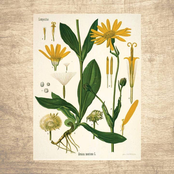 Coltsfoot Solsikke Botanisk Illustration for engroshandel hos Lettered & Lined