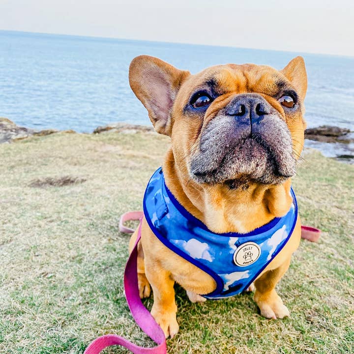 Jolly Hound - Wholesale Pet Harness - Dog - Navy Watercolour Dog Harness