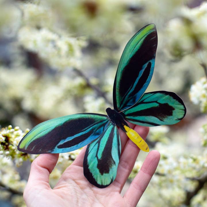 Moth and Myth - Wholesale Decorative Figurine - 'Queen Alexandra's' Birdwing Butterfly