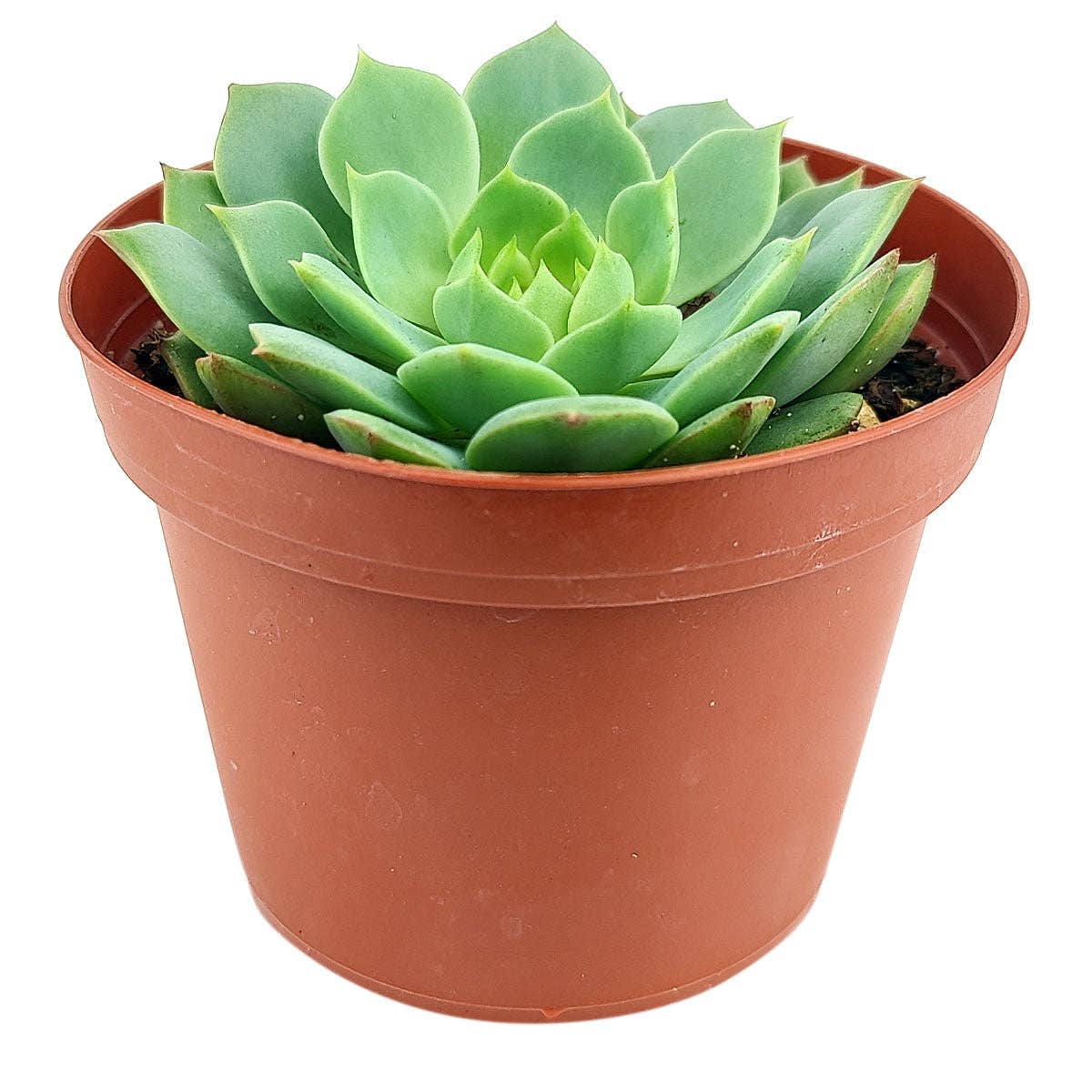 Best Plant Friend - Wholesale Succulent - Echeveria Ramillette - Live Green Succulents 2/4 inch Pot5