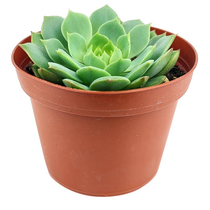 Best Plant Friend - Wholesale Succulent - Echeveria Ramillette - Live Green Succulents 2/4 inch Pot5