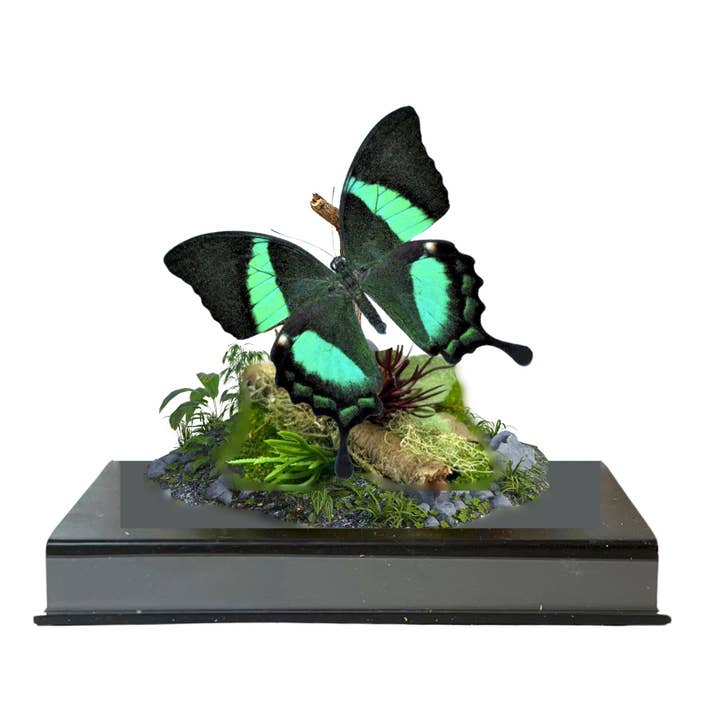 Instar Innovations - Wholesale Decorative Tabletop Object - REAL - Moth Diorama -6X6X6 Inch Diorama -Papilio palinurus2