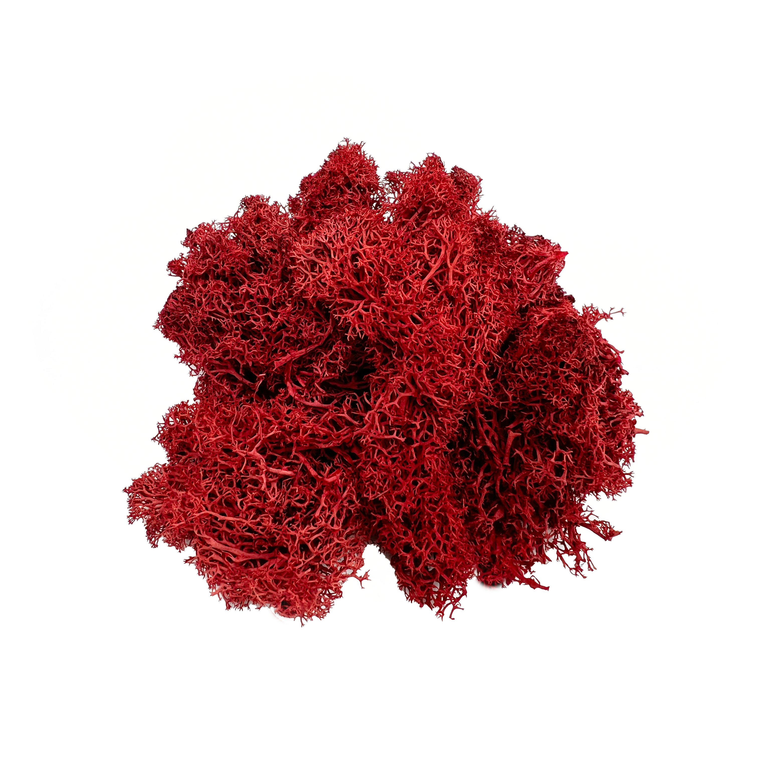 2626 Designs - Wholesale Dried/Pressed Flowers - Preserved Reindeer Moss in Multiple Colors1
