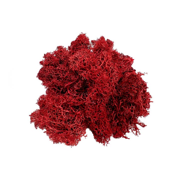 2626 Designs - Wholesale Dried/Pressed Flowers - Preserved Reindeer Moss in Multiple Colors11