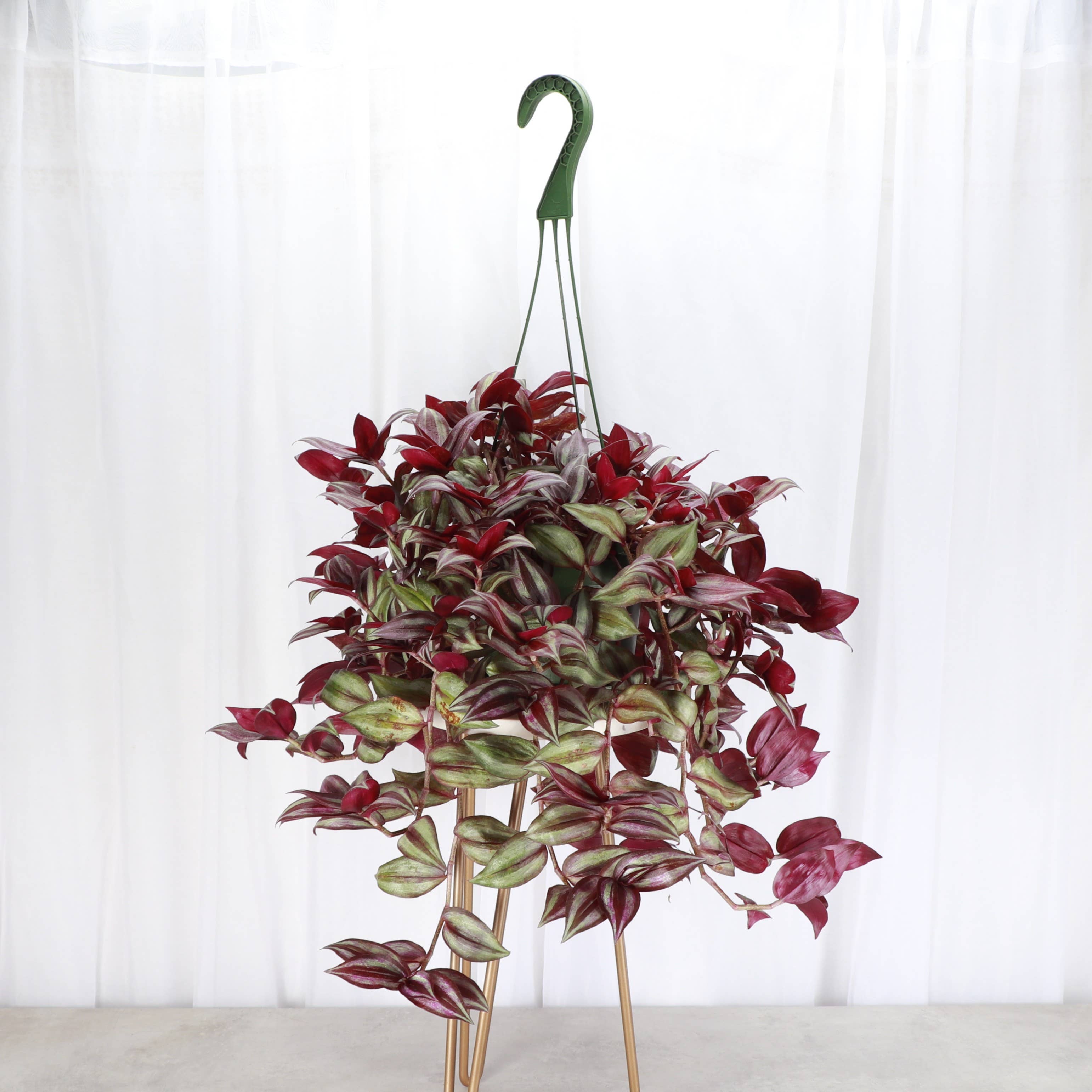 Thorsen's Greenhouse - Wholesale Live Plant - Tradescantia Hanging Basket - 6" Live Plant0
