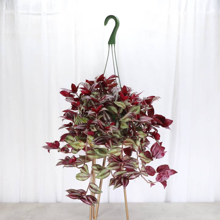 Thorsen's Greenhouse - Wholesale Live Plant - Tradescantia Hanging Basket - 6" Live Plant
