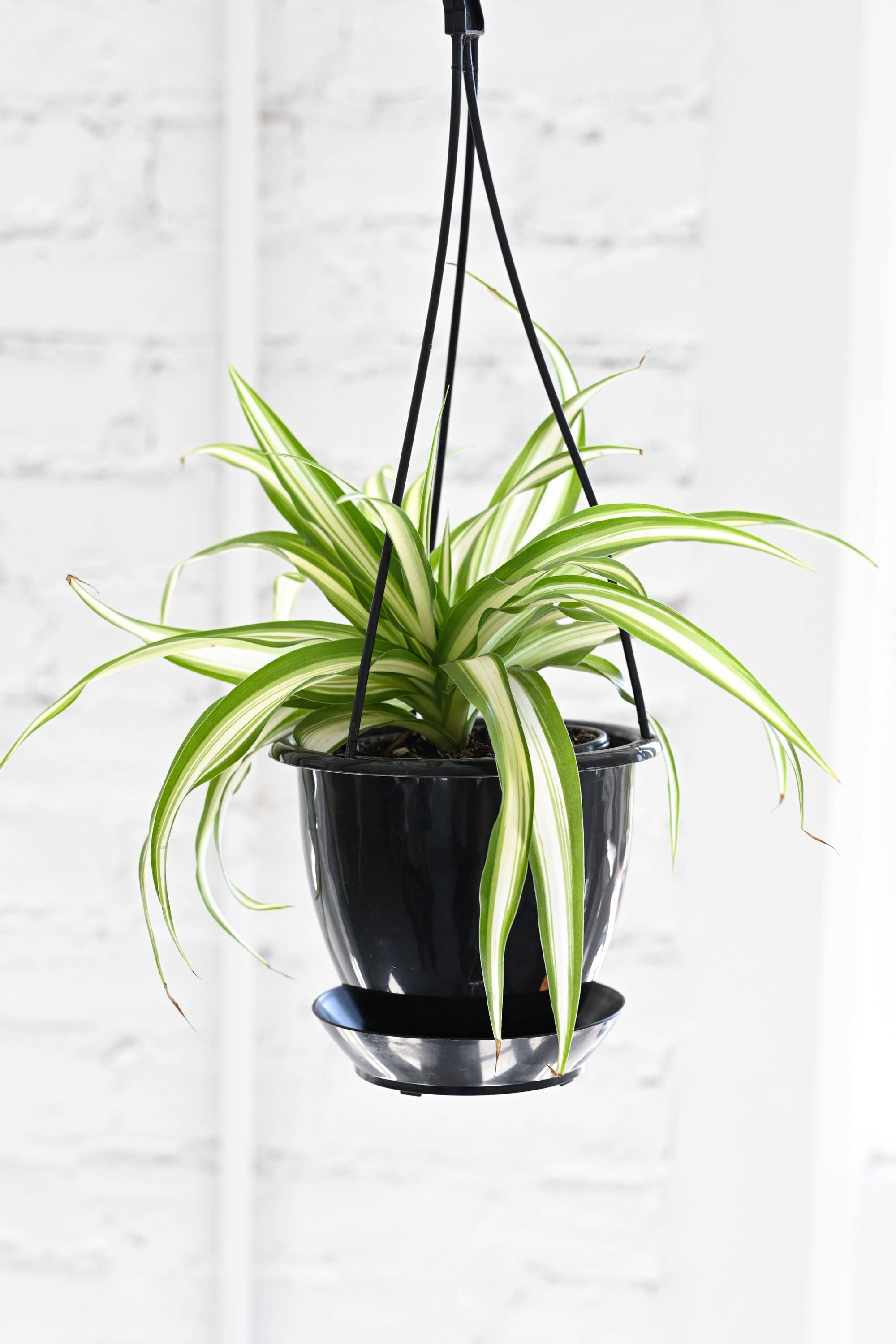 Thorsen's Greenhouse - Wholesale Live Plant - Spider Plant - Live Plant5