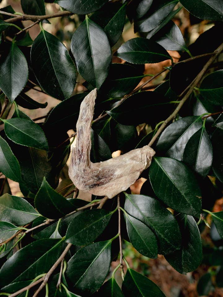 DUCK WING | Freeze-Dried Dog + Cat Treat for wholesale by Love Liparu