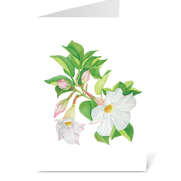 Mandevilla Card for wholesale by Bobbi Lee Wilson Art Cards