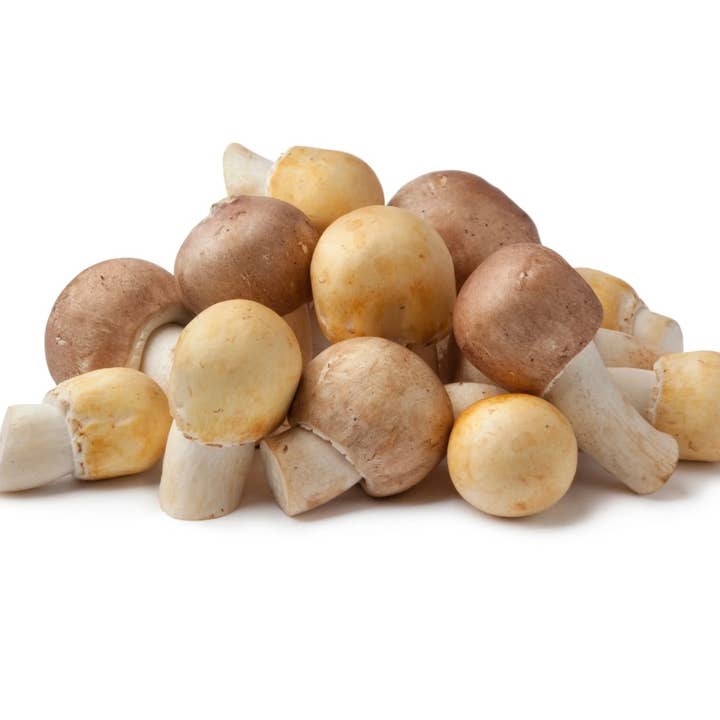 Almond Mushroom Powder for wholesale by Mushröm