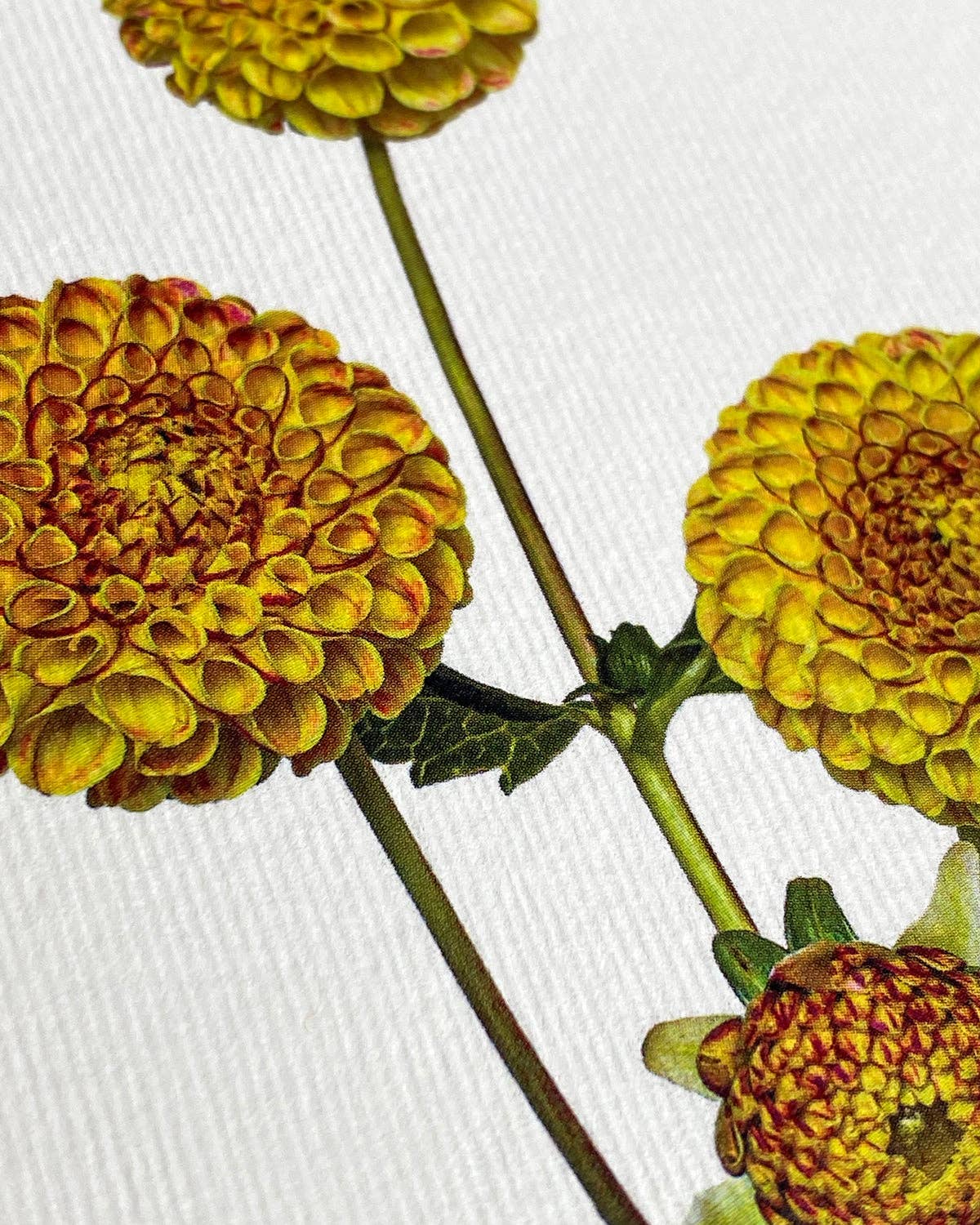 Canonbury Press - Wholesale Everyday Greeting Card - Dahlia Greeting Card | Birthday Card | Luxury Cards3