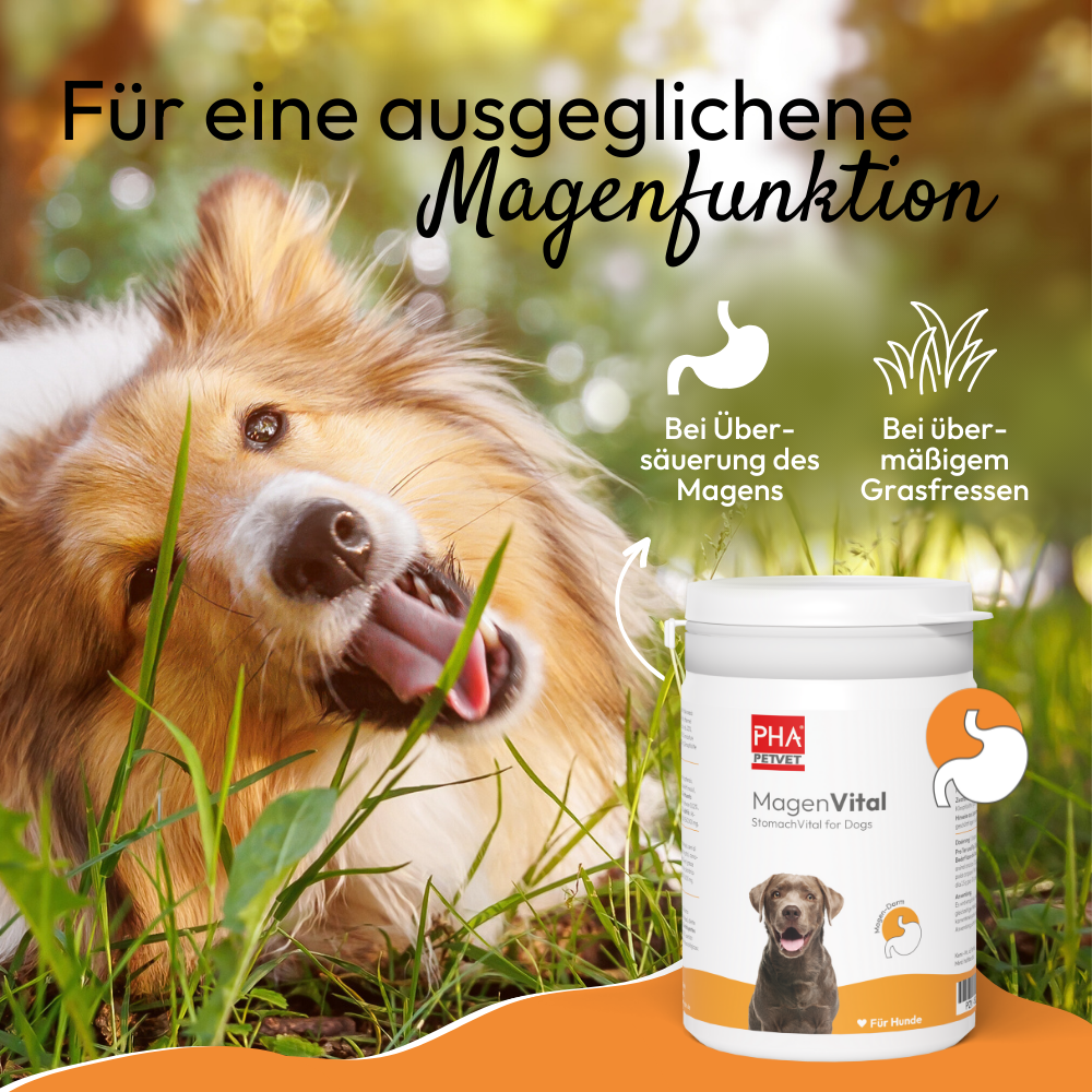 Kauartikel.com GmbH - Wholesale Pet Supplement - Dog - PHA MagenVital for dogs 200g1
