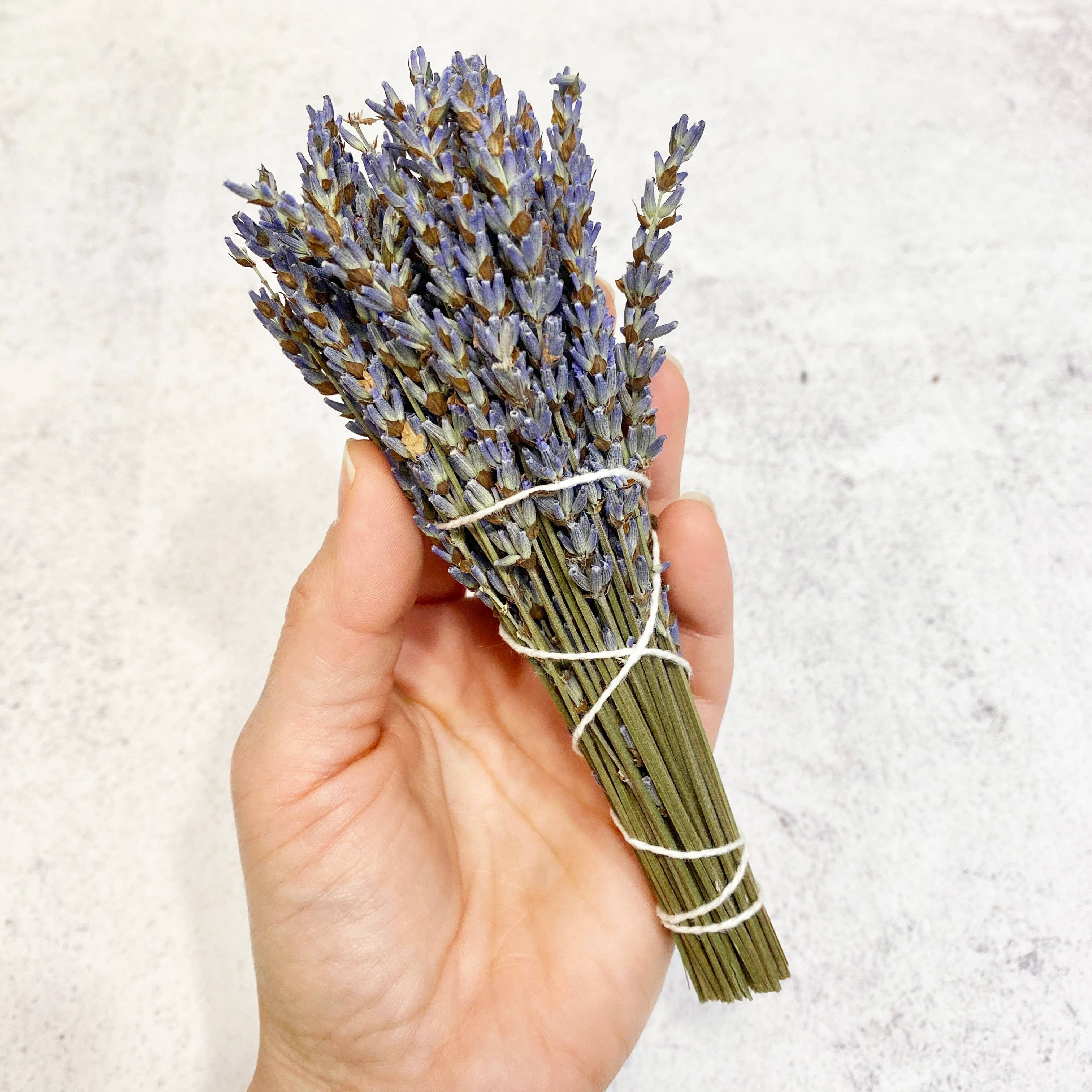 Oakwind Hollow - Venta al por mayor Salvia - Paquete Lavender Smudge2