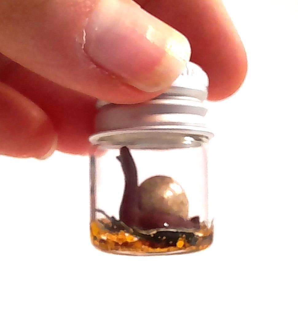 SUPERAWWWSOME - Wholesale Gag Gift/Novelty Gift - Snail Specimen Bottle, Dollhouse Miniature, nature gift jar11