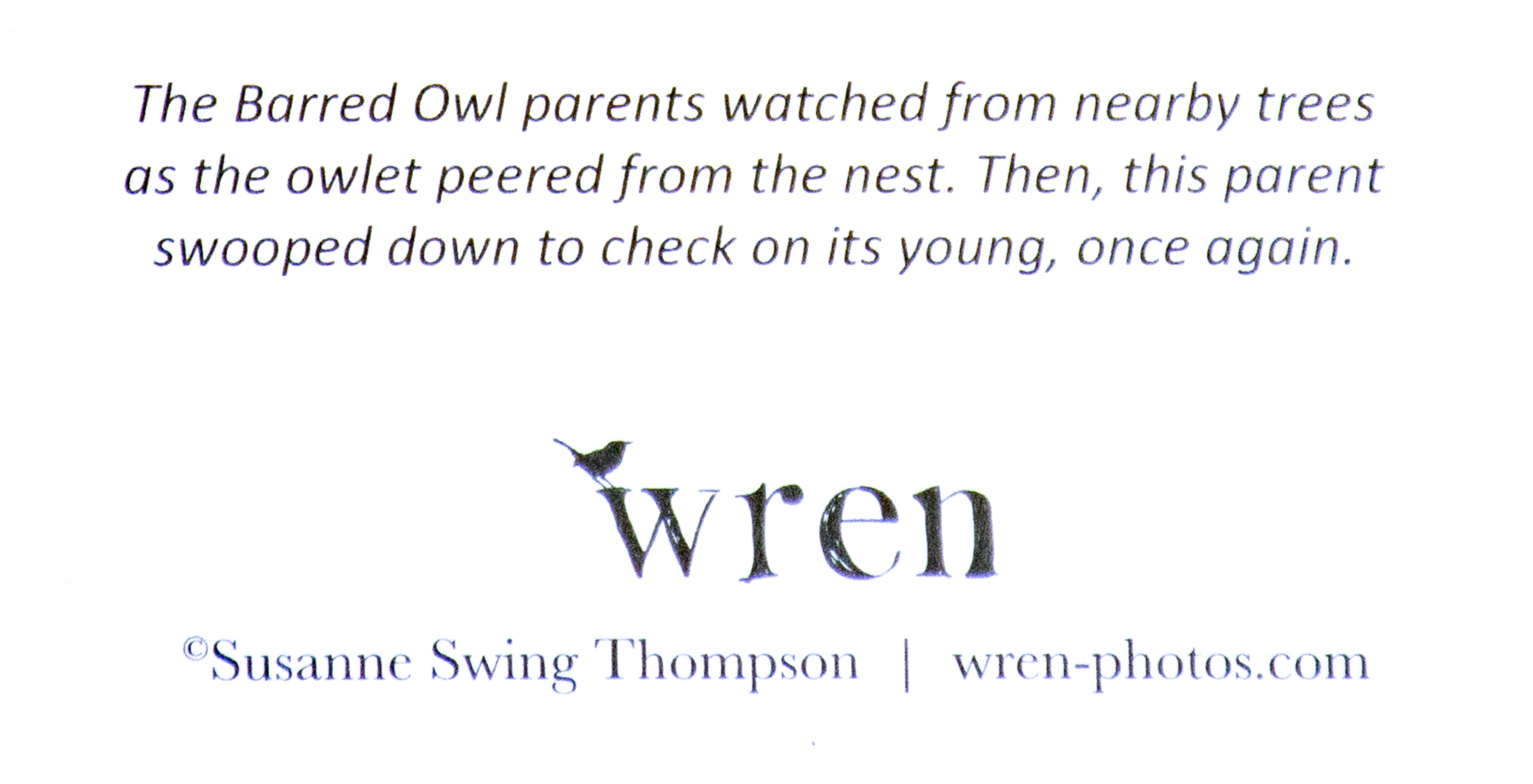 Wren - Wholesale Everyday Greeting Card - Barred Owl and Owlet (Blank inside) Greeting Card3