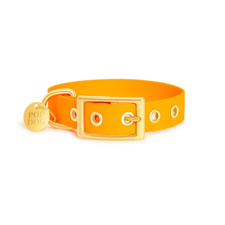 Le collier à œillets PITCHOUNE 🧡 pour la vente par Pop Dog
