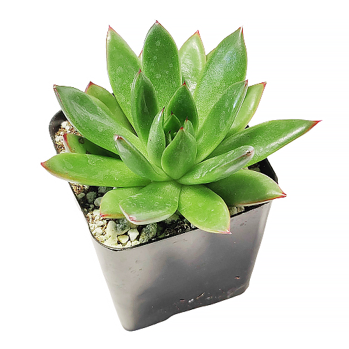 Best Plant Friend - Wholesale Succulent - Echeveria Agavoides Christmas  Live Succulent in 2in/4in Pot2