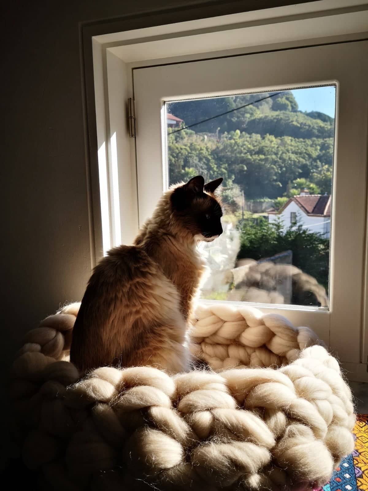 woolexperts - Venta al por mayor Cama - Gatos y perros - Cama para gatos Suministros para gatos Cama para gatos de punto grueso 100% lana merino2