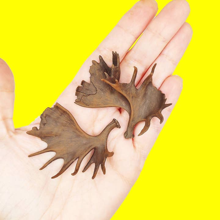 The Scale Grail - Wholesale Decorative Tabletop Object - Moose Antler Replica, Miniature Antlers for 1:12 scale dioramas, horror scenes, terrariums, dollhouse, miniature custom supplies. (set of 2)